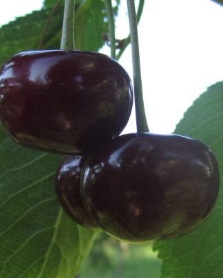 Ерді Крупноплідна (середнього терміну)